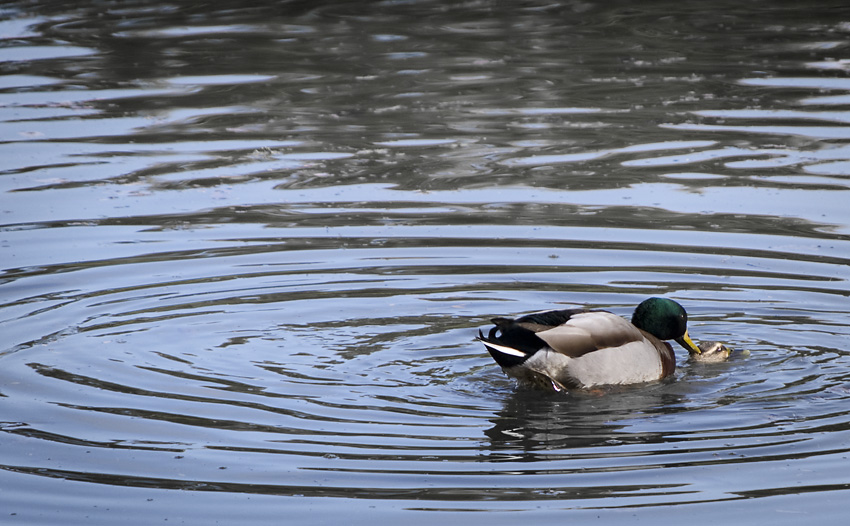 a crack on the head is what you get