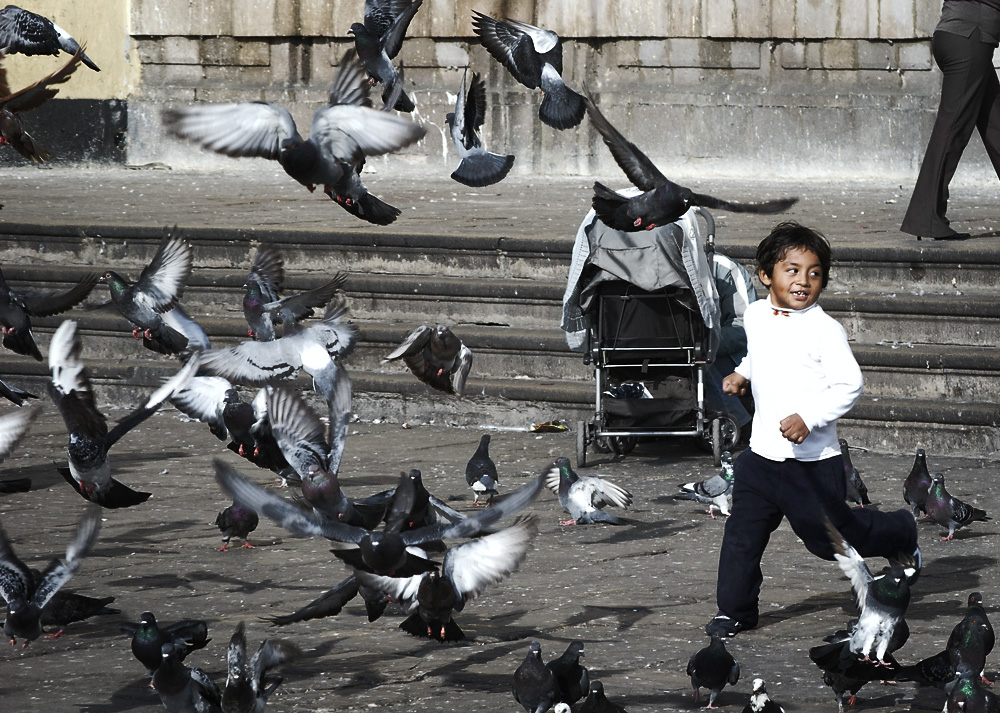 a partridge amongst the pigeons