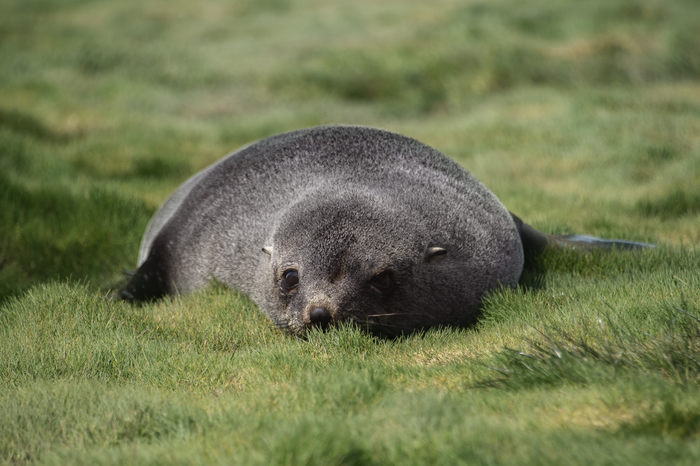 as soft as your pillow