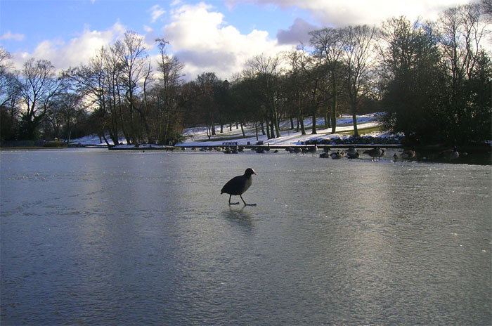 bird on ice