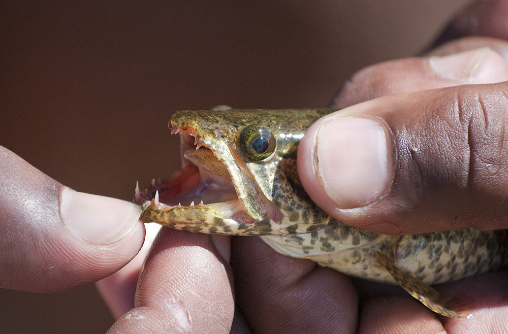 catch #2