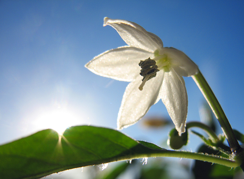 chili flower