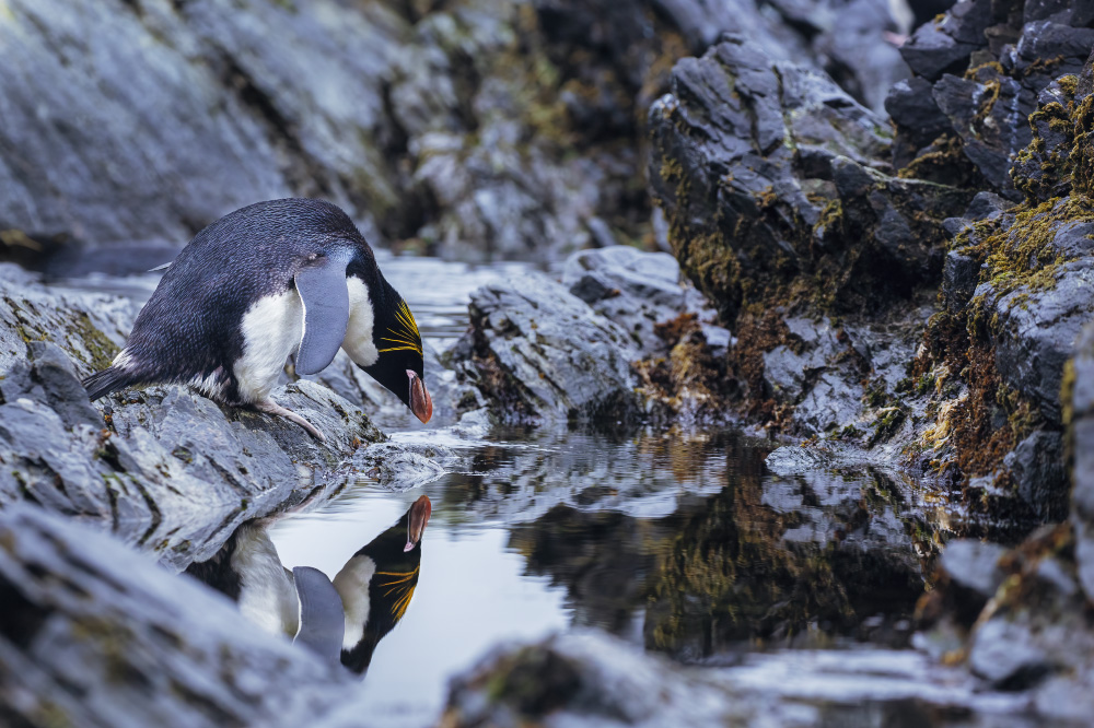 do you think that someone paints your mirror?