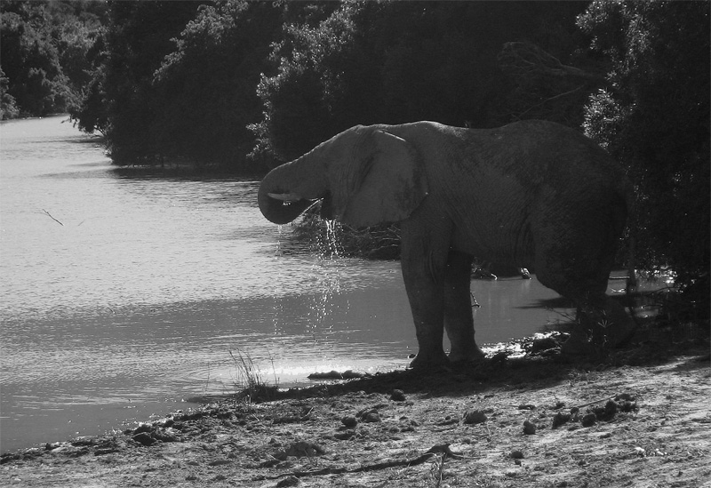 drinking elephant