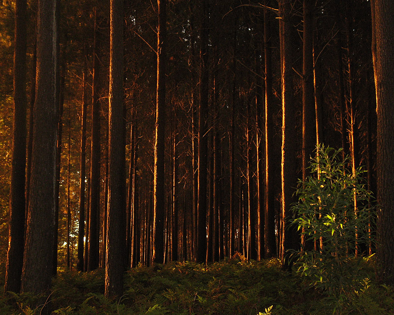 enchanted forest