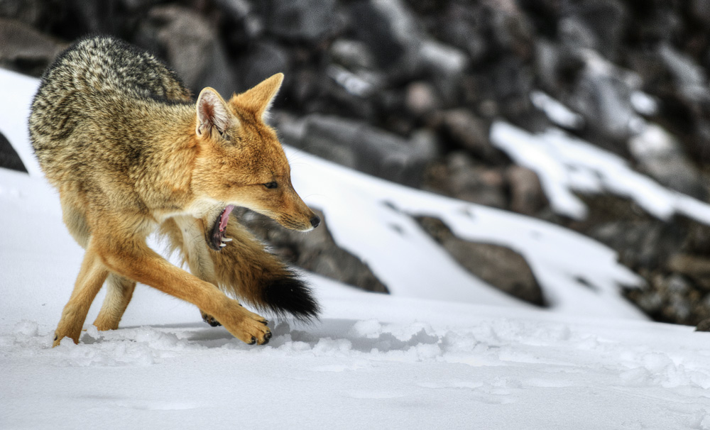 fox in the snow