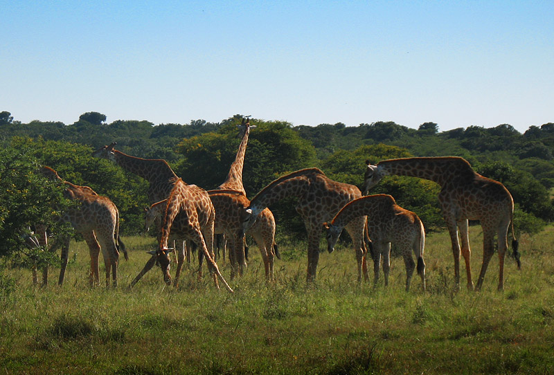 giraffes