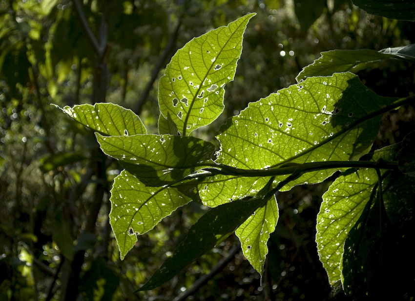 glowing leaves