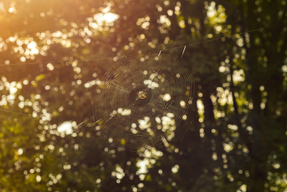 here i dreamt i was an architect