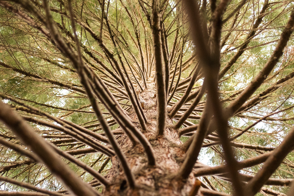 hidden in the branches