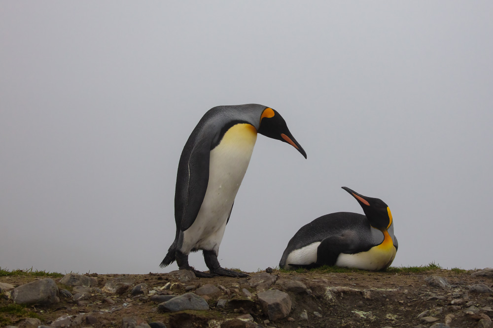 i can hear you through my eyelids