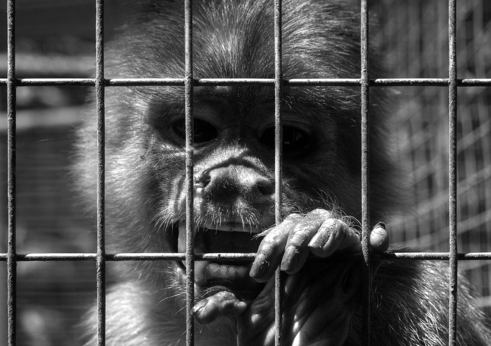 i could kill you with my bare hands if i was free