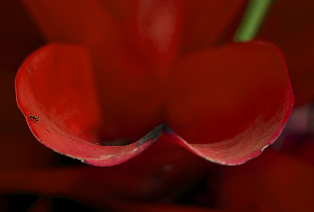 i'm a teeny tiny little ant