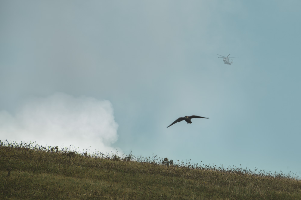 in pursuit