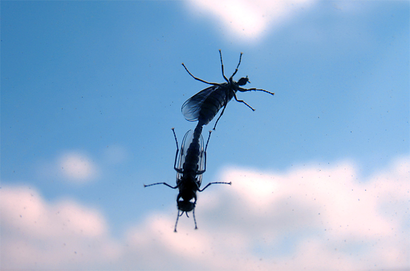 insect sex