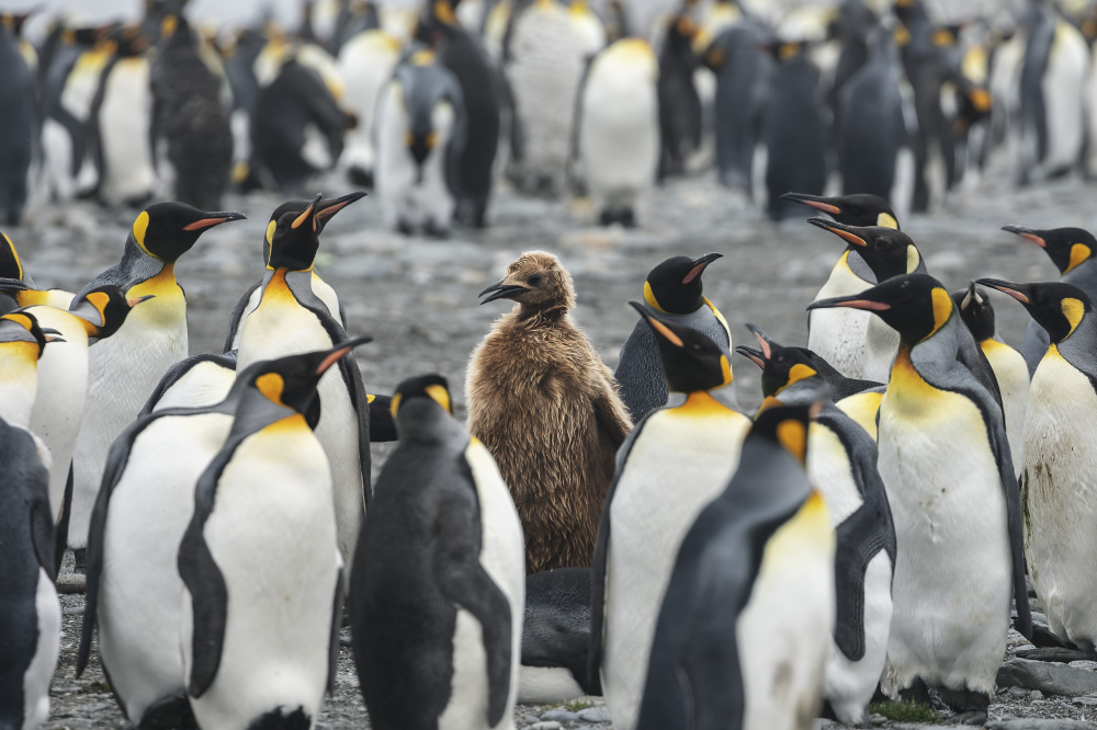 in the event that you do adapt