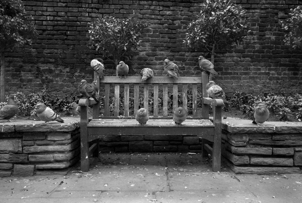 intimidated by the dirty pigeons