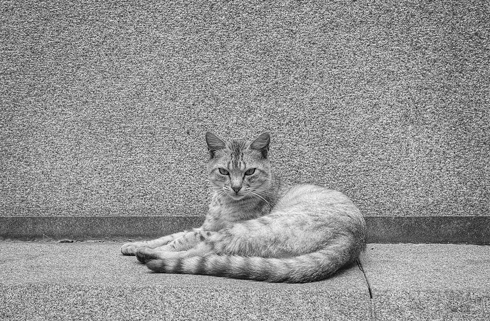 i want to give him pain