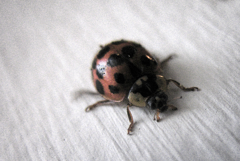 ladybird #2