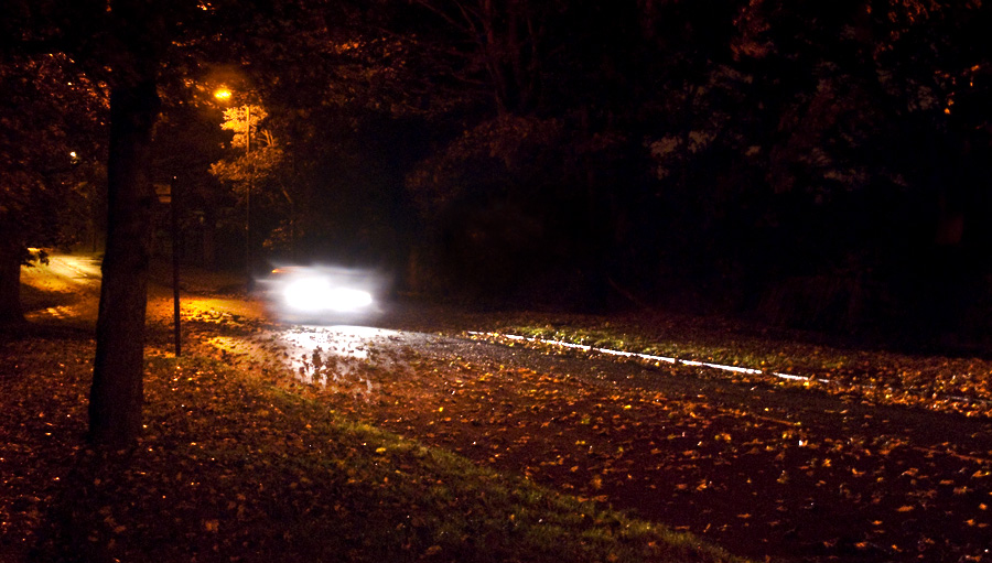leaves on the tarmac