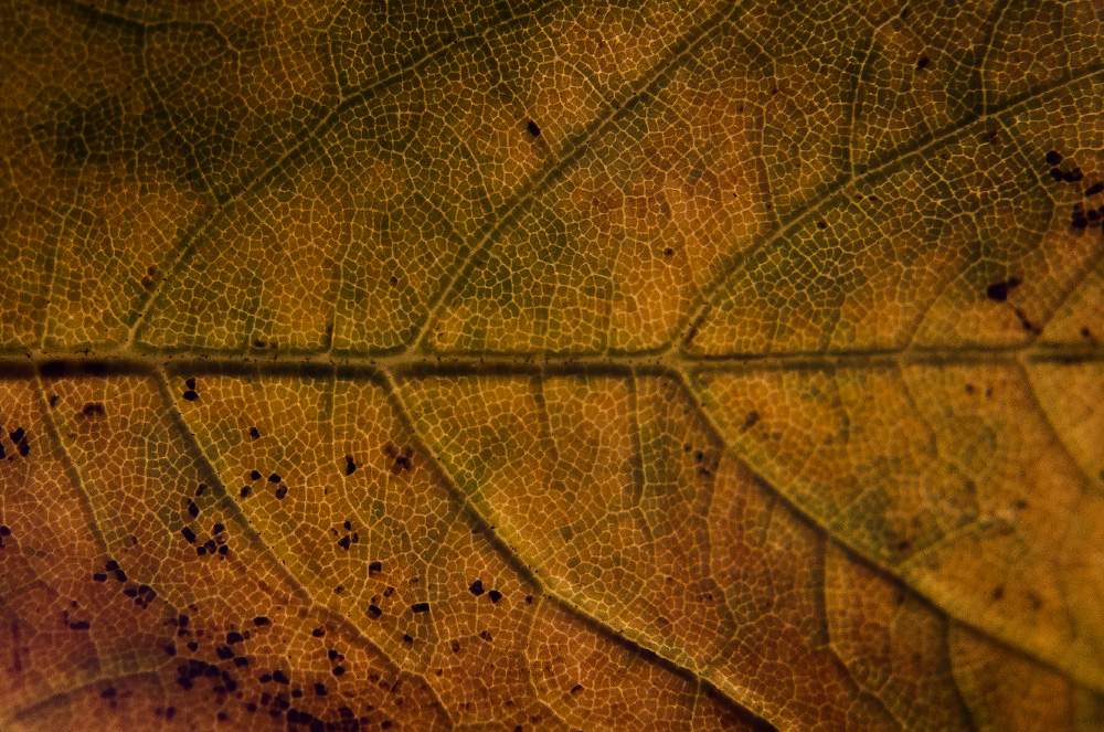 looking for the patterns