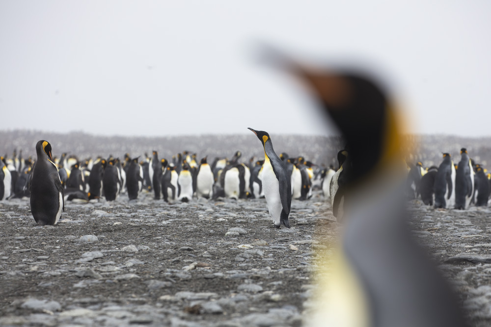 looks are made from far off places