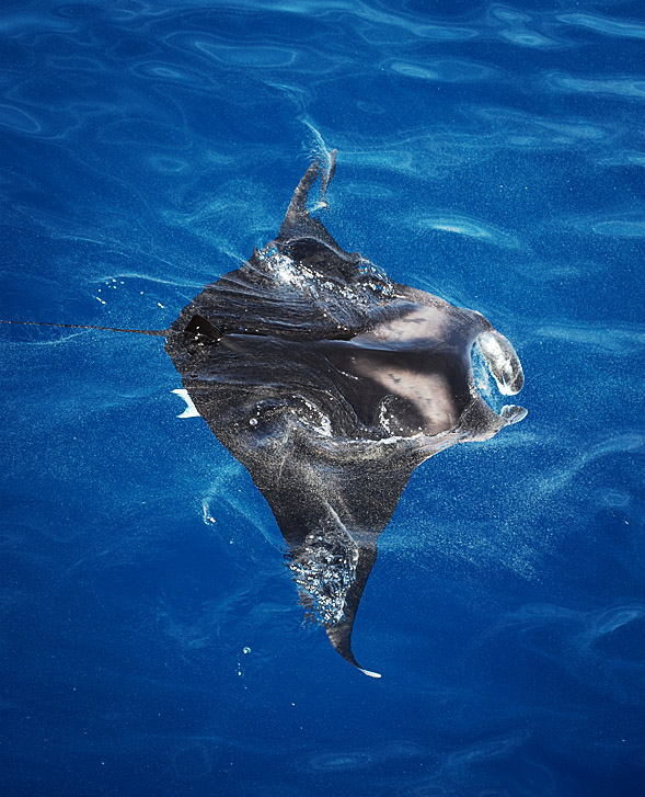 manta ray