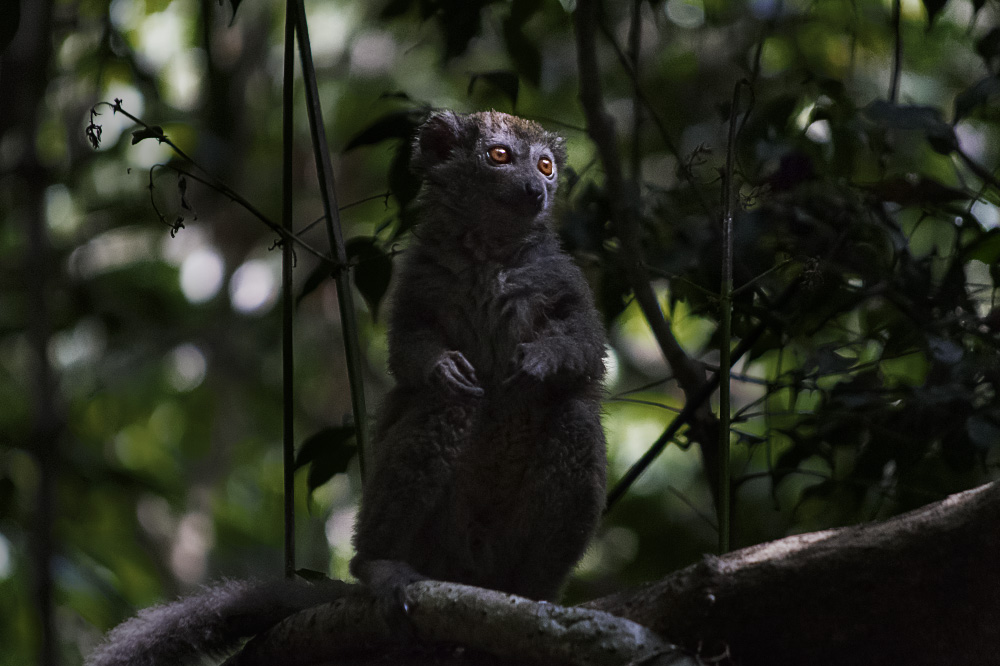 move out of the searchlight