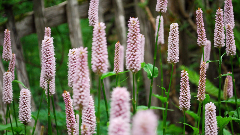 not orchids