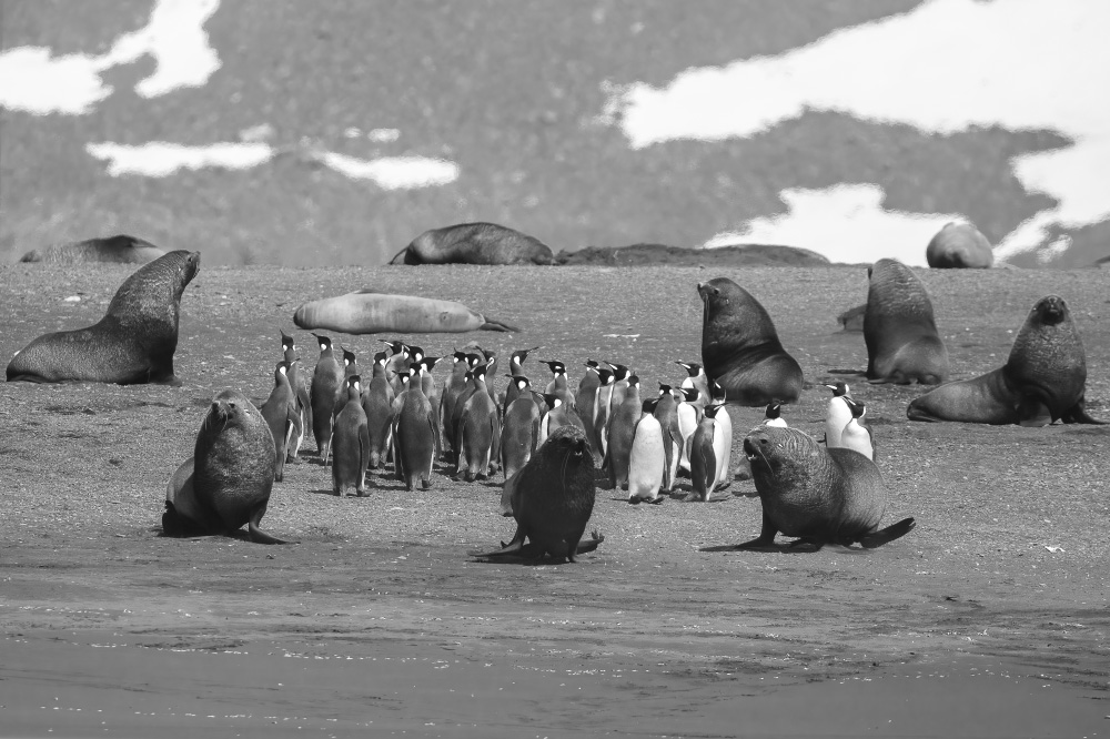 overwhelming hostility