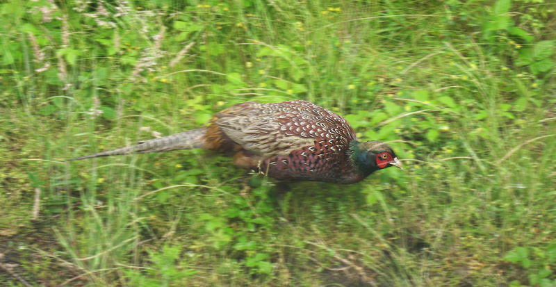 pheasant