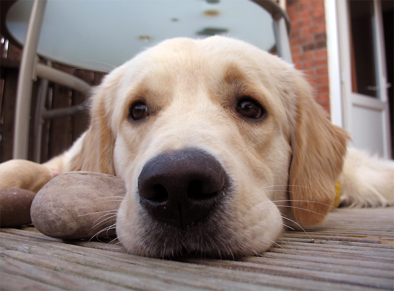 puppy dog eyes