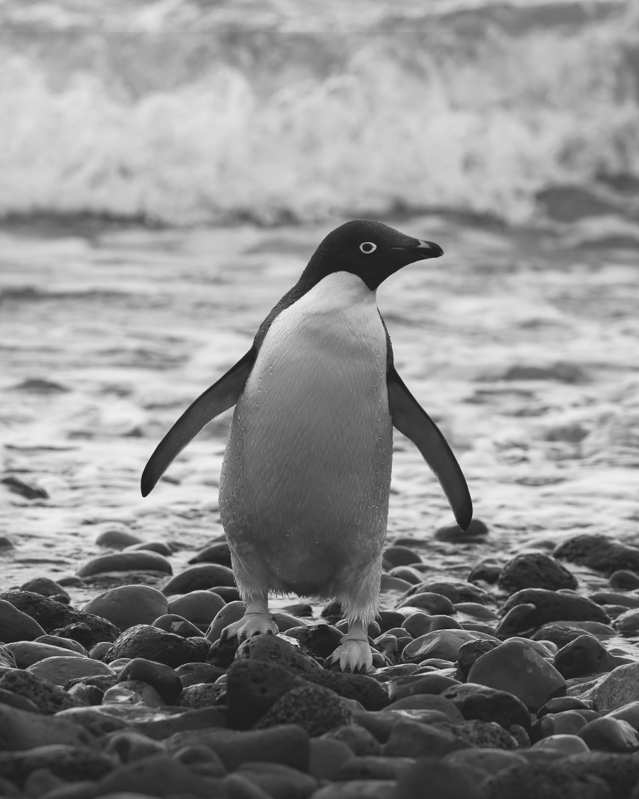 put your money on me