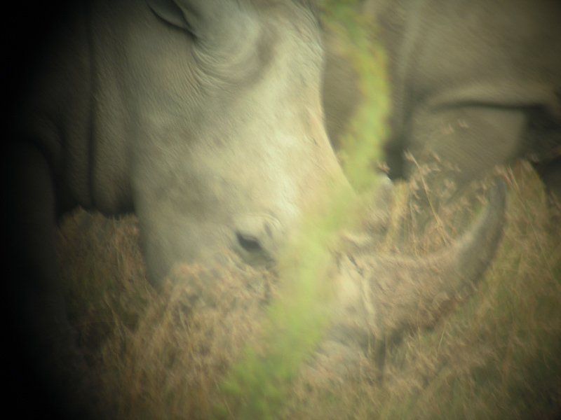 rhinoculars