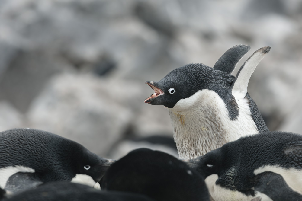 shout my lungs right out