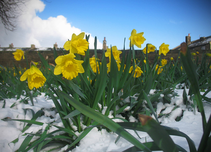 snowy daffodils
