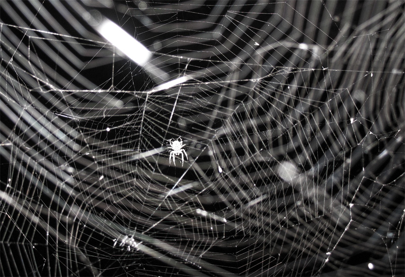 spiders web