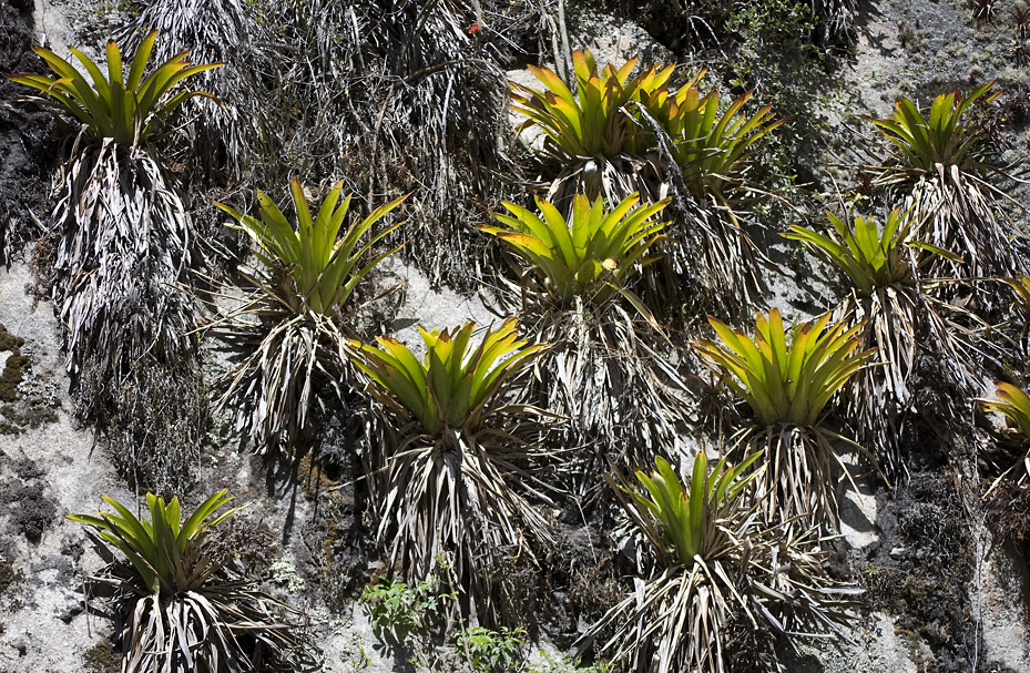 sprouting colour