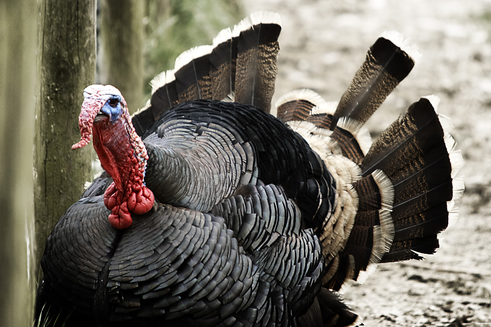 that's what a turkey looks like??