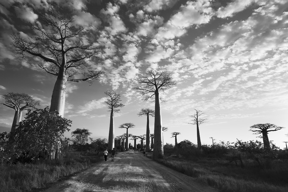 this flower is scorched