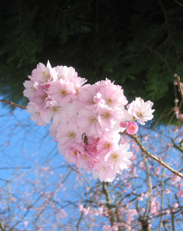 three colours of spring
