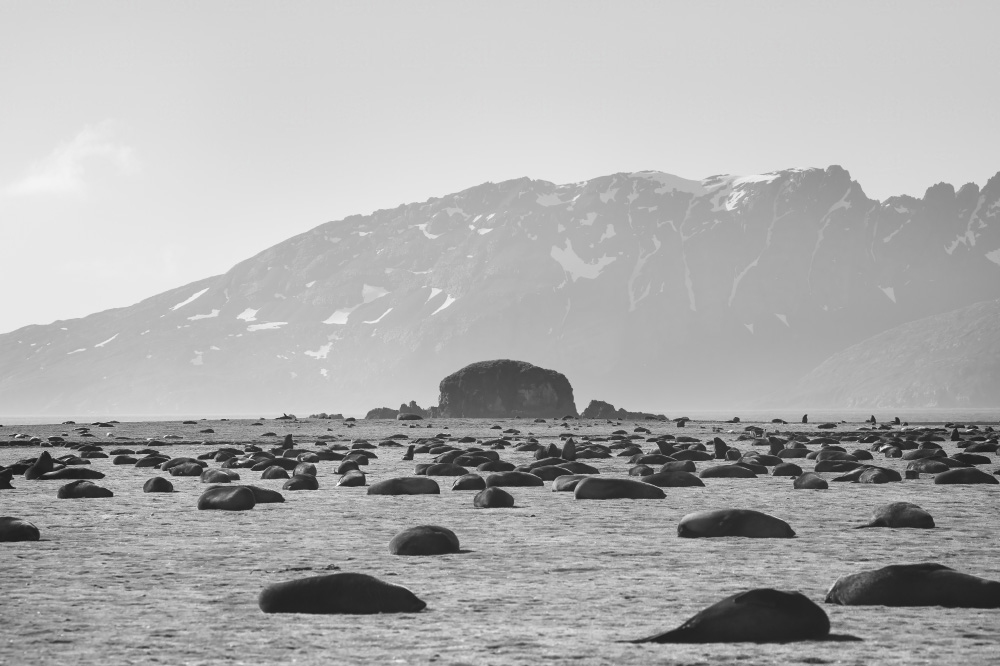 through the minefield