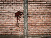 blood on the wall