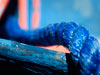 blue-rope