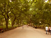central-park