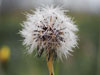 dandelion