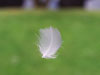 feather