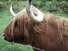 highland cow