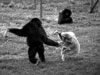 monkey fight