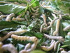 silkworms